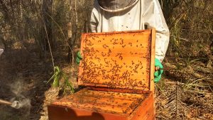 apicultores e o trabalho sustentável com abelhas