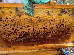 abelhas e apicultura sustentável 