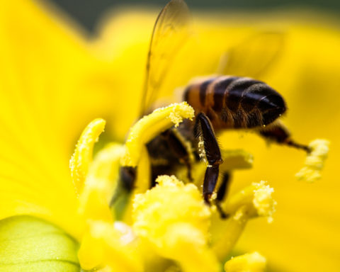 agrotóxicos que matam abelhas
