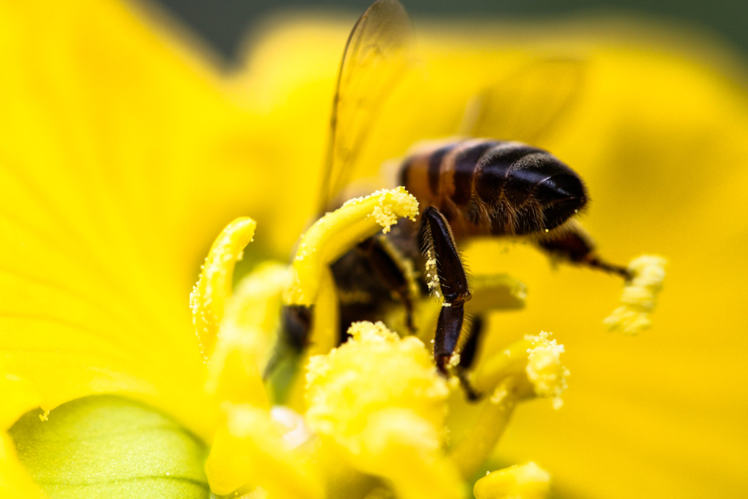 agrotóxicos que matam abelhas