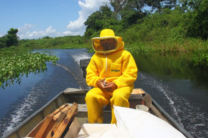 produção de mel no pantanal