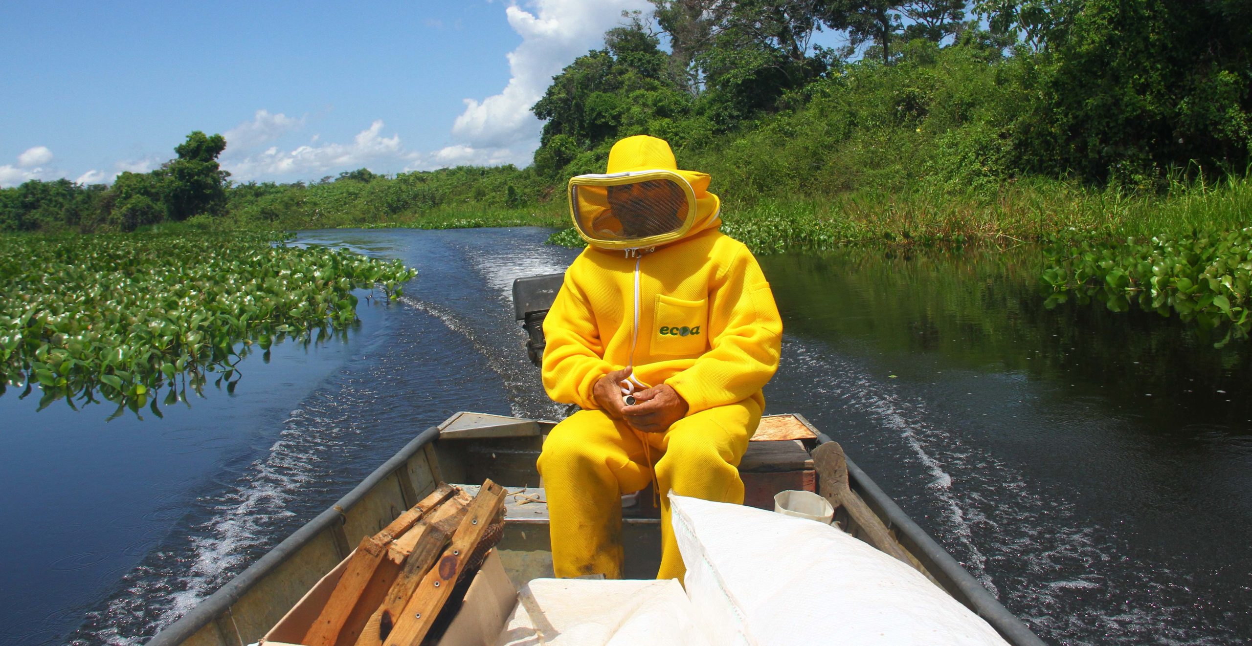 produção de mel no pantanal
