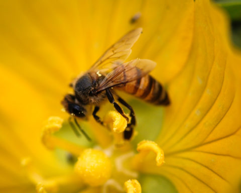 abelha no combate ao câncer