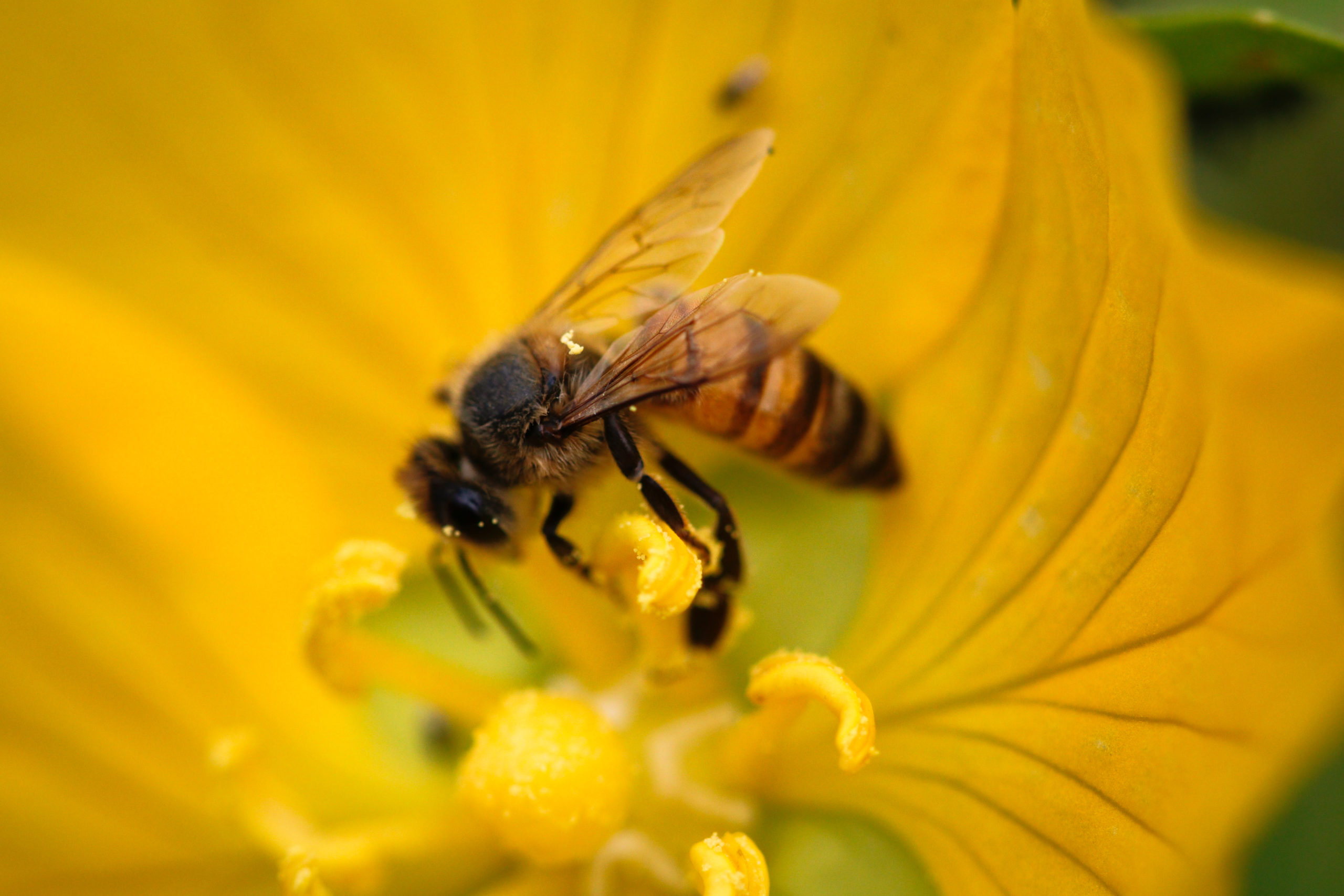 Flores podem 'ouvir' o zumbido de abelhas — e deixar seu néctar mais doce -  Ecoa
