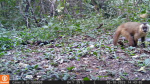 macaco-prego é um dos animais do pantanal