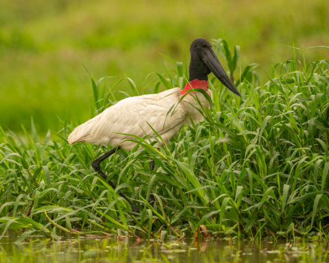tuiuiú é símbolo do pantanal
