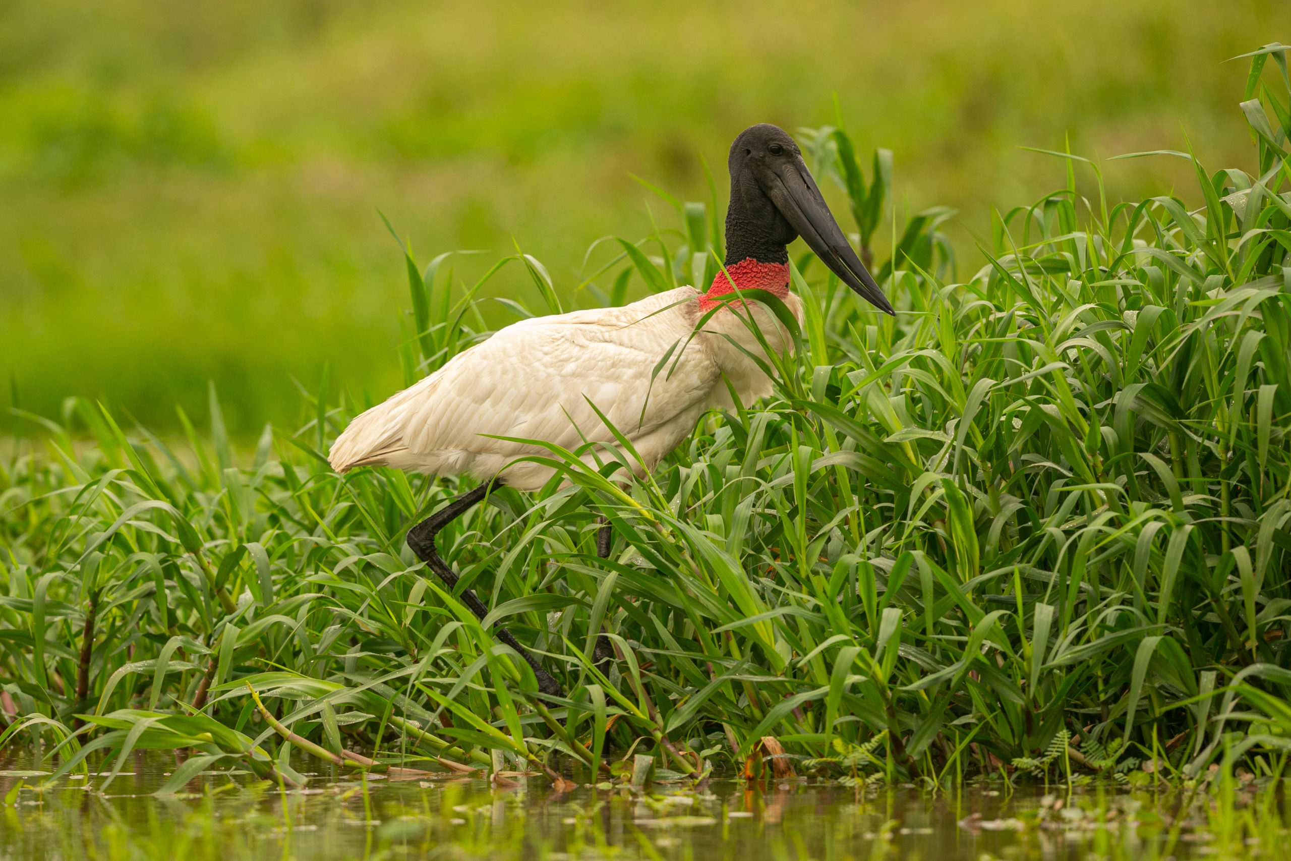 tuiuiú é símbolo do pantanal