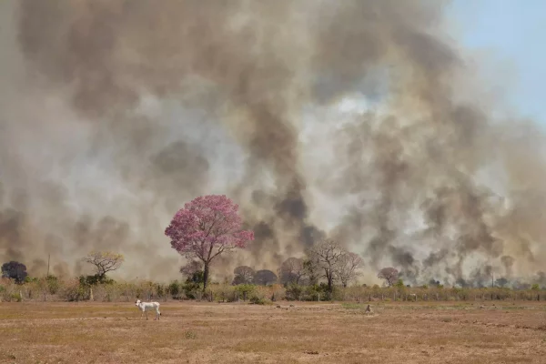 desmatamento no Pantanal
