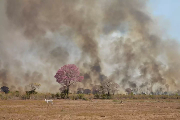 desmatamento no Pantanal