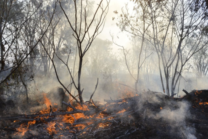 Incêndios no Cerrado