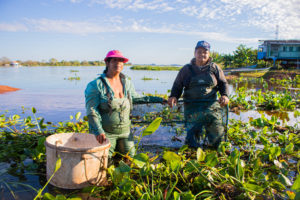 coleta de iscas pantanal