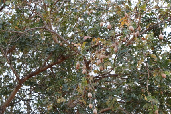fruto baru cerrado